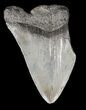 Partial, Megalodon Tooth - Georgia #61641-1